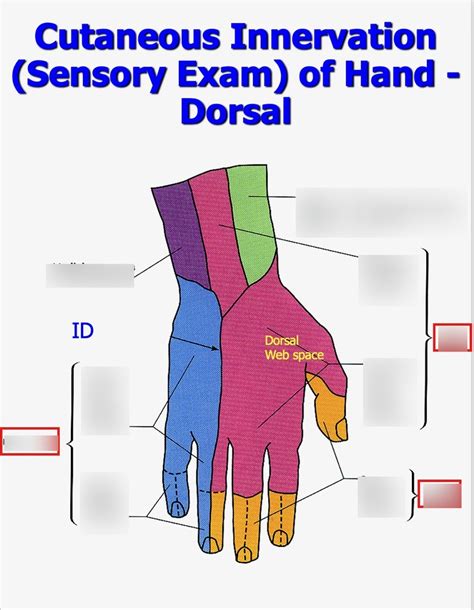 Cutaneous Innervation Sensory Exam Of Hand Dorsal Diagram Quizlet