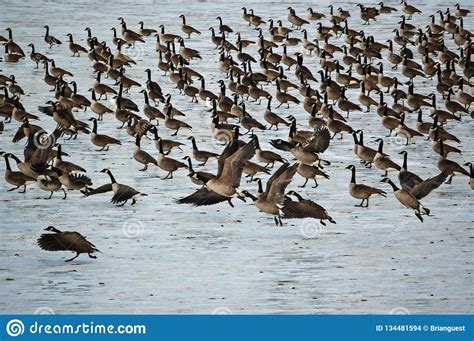 Canada Geese On A Frozen Pond Stock Photo Image Of Photograph Bird