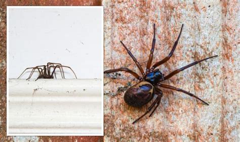 False Widow Outbreak How To Spot False Widows And What To Do If You