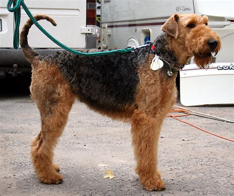 Airedale Terrier Puppies Rescue Pictures Information Temperament