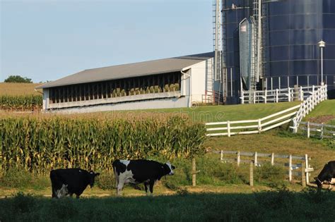 Pennsylvania Farm With Dairy Cows Stock Photo Image Of Growing