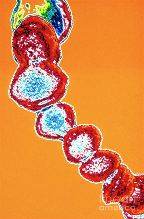 Streptococcus Pneumoniae Bacteria Photograph By Astrid Hans Frieder
