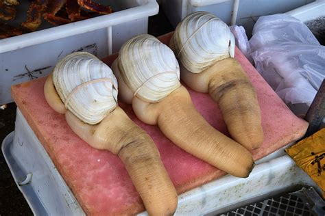 Geoduck Local Clams From British Columbia Canada