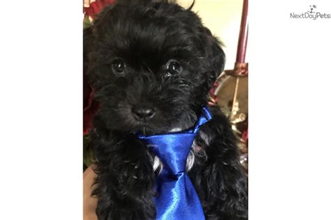 Black Barry Shih Poo Shihpoo Puppy For Sale Near Dallas Fort Worth
