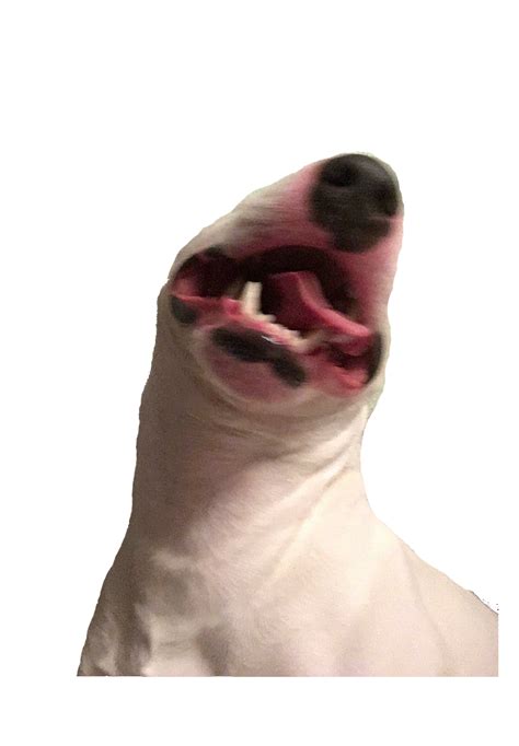 Le Screaming Walter Png Has Arrived Rdogelore