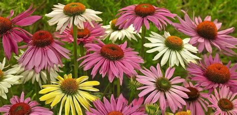 14 Mind Blowing Facts About Echinacea