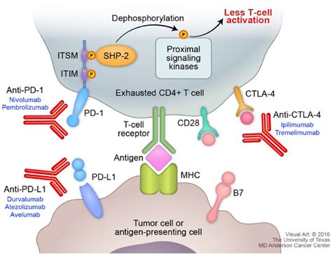 Pd 1 Pd L1 Pathway
