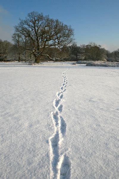 Free Stock Photos Rgbstock Free Stock Images Snow Tracks