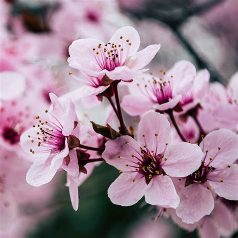 Fragancia Flor De Cerezo Japonés Ruta De La Cera