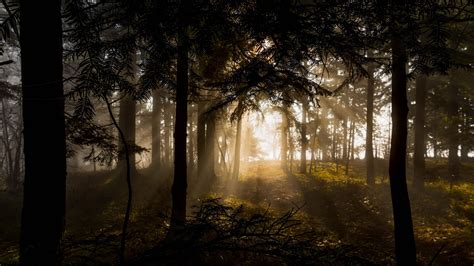 Download Wallpaper 2560x1440 Forest Trees Rays Sun Widescreen 169 Hd