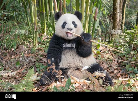 Young Giant Panda Eating Bamboo Shoots In Bamboo Forest Stock Photo Alamy
