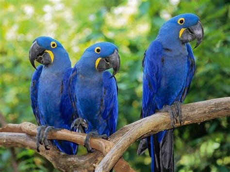 15 Of The Most Beautiful Birds In The World Nature