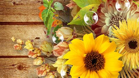 Beautiful Fall Sunflower Wallpapers Top Free Beautiful Fall Sunflower