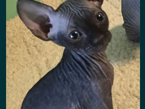 Sphynx Cats For Sale In Co Dublin For €650 On Donedeal