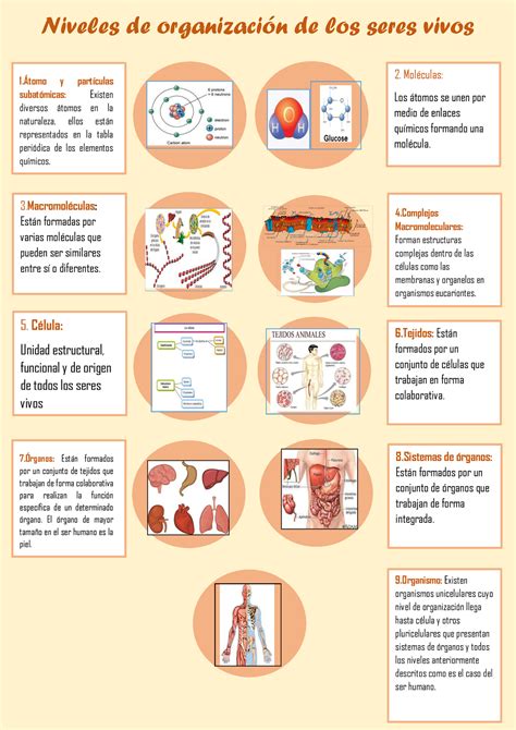 Infografia De Niveles De Organizacion Niveles De Organizaci N De Los Seres Vivos Tomo Y