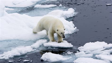 Severní Špicberky A Lední Medvědi Polární Cesty