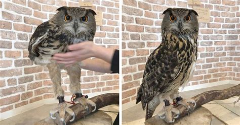 Browse through our collection of amazing owl pictures and images; Surprise! This Owl's long legs have internet users shocked ...