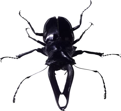 Bugs Transparentes Png Png Mart