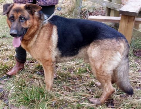 Ginger 2 5 Year Old Male German Shepherd Dog Available For Adoption