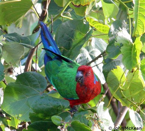 Birds And Birdwatching Kadavu Island Fiji Matava