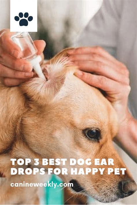 3 Best Dog Ear Drops In 2021 That Actually Work Canine Weekly