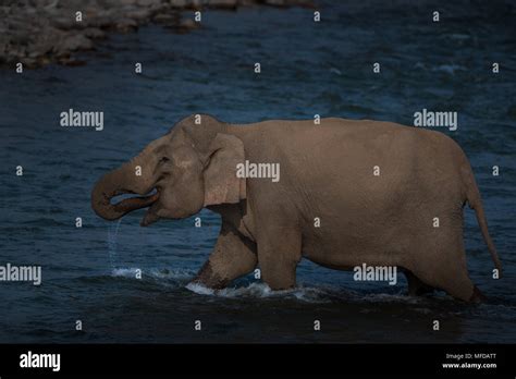 wild elephants- India Stock Photo - Alamy