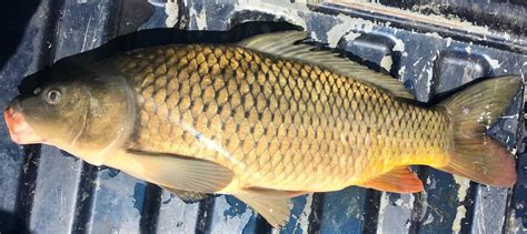 Common Carp