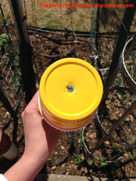Setting A Trap For Garden Pests Namely Aphids And Whiteflies Garden