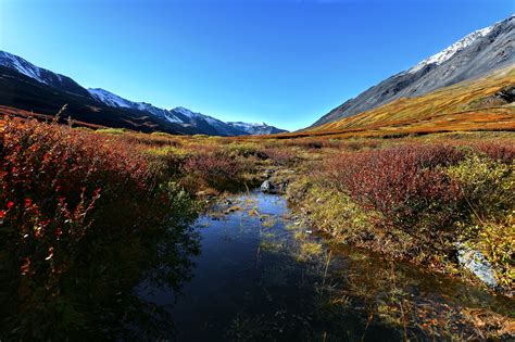 Fascinating Taiga Biome Taiga Animals And Plants