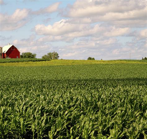 Top 101 Background Images Pictures Of Corn Fields Completed