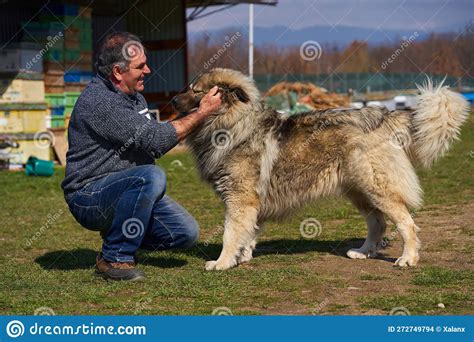 Man With A Large Fluffy Guard Dog Stock Photo Image Of Friendly