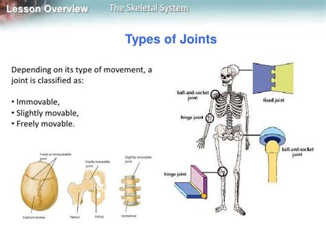 Skeletalsystem