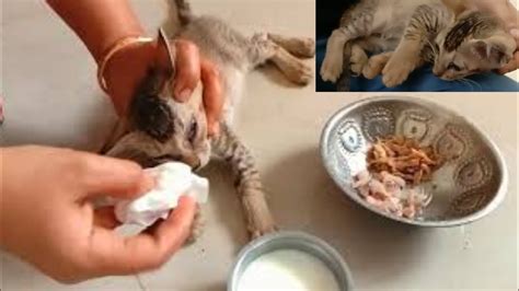 Sick Kitten Trying To Revive A Dying Kitten And See What Happen