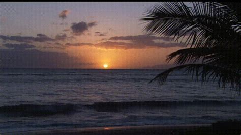 Beach Sunset  Find And Share On Giphy