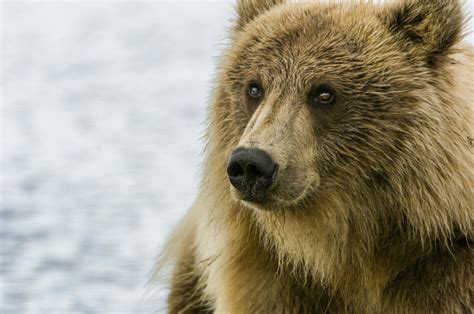 Wayne Pacelle Romania Bans Hunting Of Brown Bears Wolves