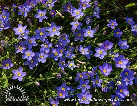 Oklahoma rose (state flower) rosa: Texas Wildflower Identification Index : Texas Wildflower ...