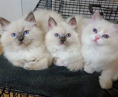 How Much Does A Ragdoll Cat Cost 2022 Price Guide