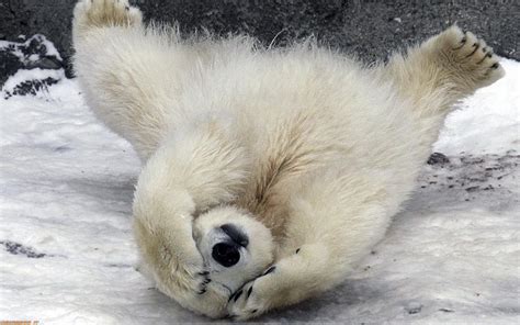 Free Download Baby Polar Bear Images Femalecelebrity 2880x1800 For