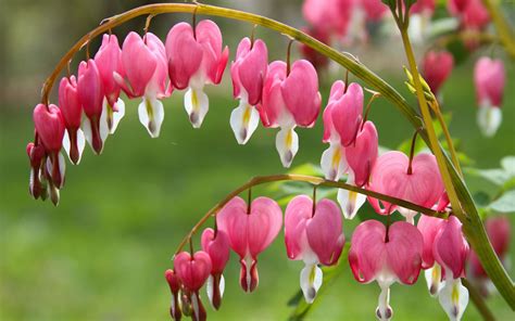 Maybe you would like to learn more about one of these? Bleeding Heart Full HD Wallpaper and Background Image ...
