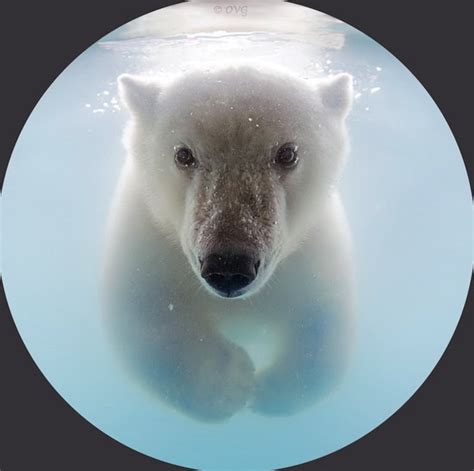 Underwater Polar Bears By Olga Gladysheva Freeyork