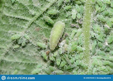 A Hoverfly Larva Dining Out Of Green Aphids Stock Image Image Of