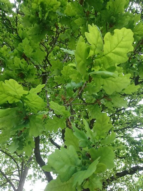 Easy Tree Identification Tips How To Get To Know A Tree﻿