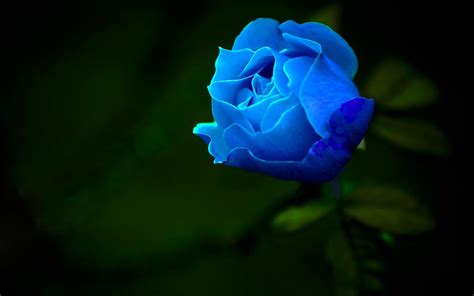 Find & download free graphic resources for blue flowers. 1 blue rose bg | Blue roses wallpaper, Beautiful flowers ...