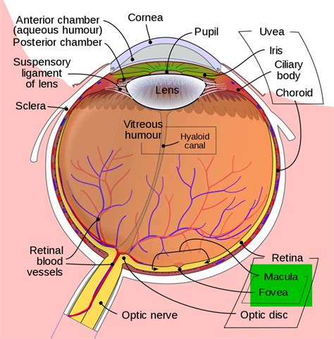 Macular Degeneration Age Related Causes Types Symptoms Treatment