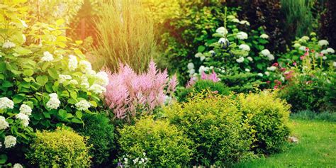 15 best small shrubs for gardens evergreen and flowering shrubs