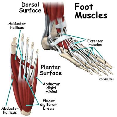 The Pilates Studio's Blog: Stomping Out Foot Pain with Pilates classes