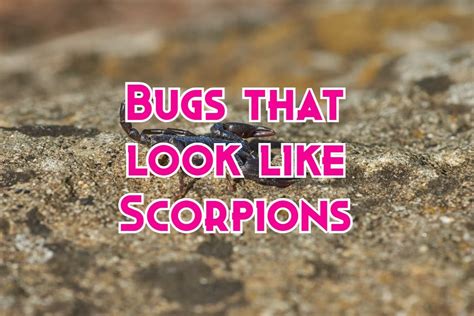 15 Bugs That Look Like Scorpions But They Arent