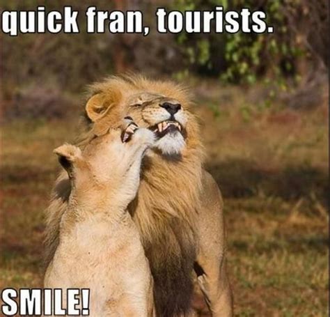 85 Best Lion Memes Images On Pinterest Ha Ha Funny