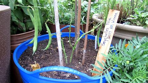 Tips For Growing Pole Beans In Containers Variety