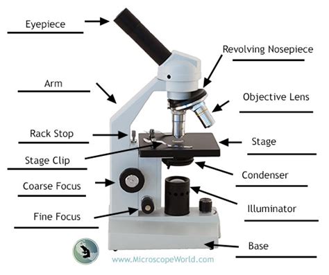Microscope World Blog Labeling The Parts Of The Microscope